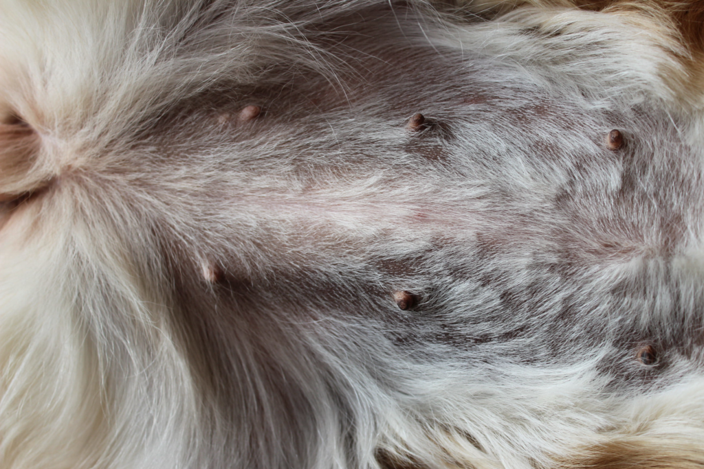 Comment savoir si ma chienne a un cancer