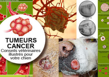 Comment savoir si une tumeur est bénigne ou maligne chien ?