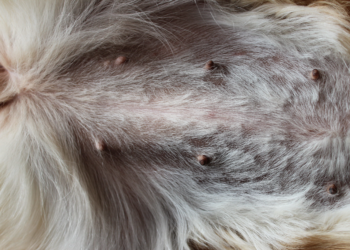 Comment savoir si ma chienne a un cancer ?