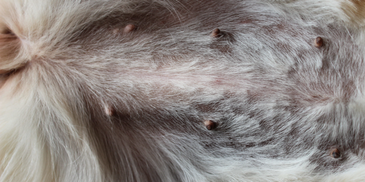 Comment savoir si ma chienne a un cancer ?