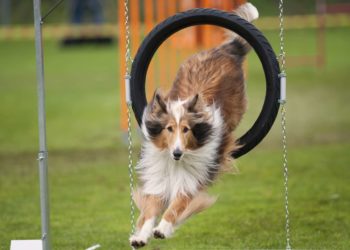 Quel chien peut faire de l'agility ?