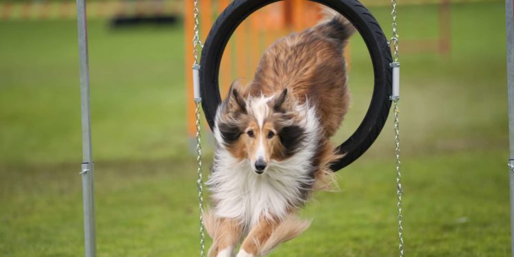 Quel chien peut faire de l'agility ?