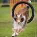 Quel chien peut faire de l'agility ?