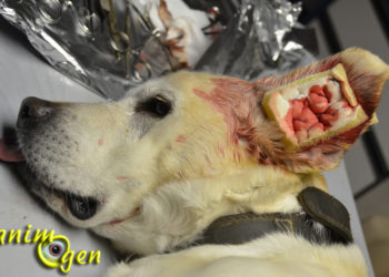 Comment soigner un Othématome chez le chien ?