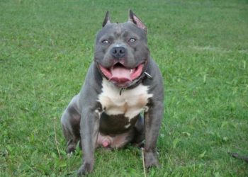 Comment dresser un American Bully ?