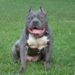 Comment dresser un American Bully ?