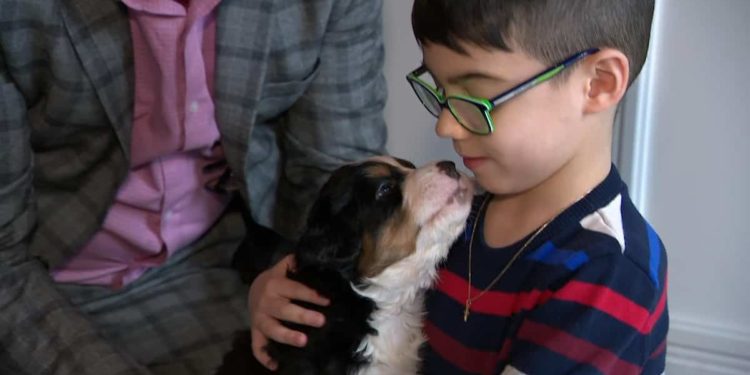 Comment reconnaître un chien autiste ?