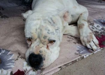 Comment soigner un chien qui vomit du sang ?