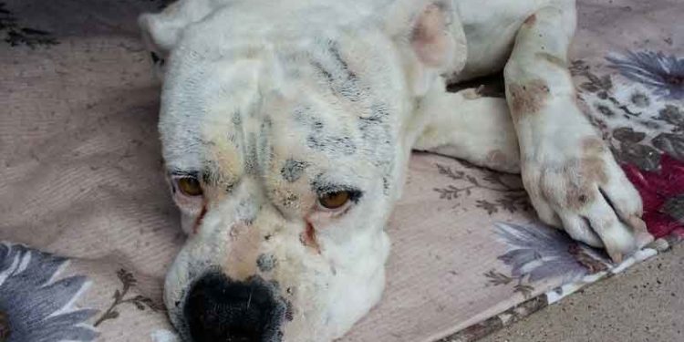 Comment soigner un chien qui vomit du sang ?