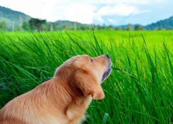 Pourquoi les chiens mangent de l'herbe ?