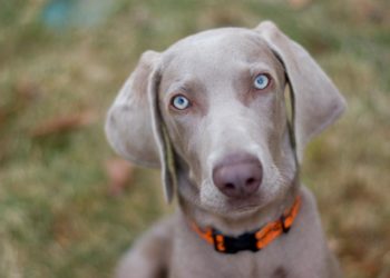 Comment savoir si mon chien a assez mangé ?