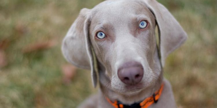 Comment savoir si mon chien a assez mangé ?