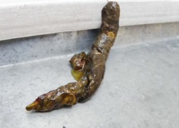 Quand mon chien fait caca Il y a du sang ?