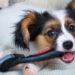 Comment soulager un chiot qui perd ses dents ?
