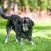 Est-ce que un chien peut oublier son maitre ?