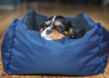 Quel âge passer au croquette adulte ?