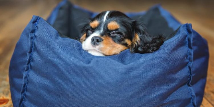 Quel âge passer au croquette adulte ?