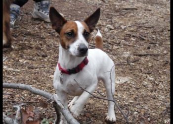 Pourquoi mon chihuahua n'a pas les oreilles droites ?