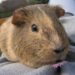 Comment savoir si un cochon d'Inde pleure ?