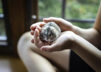 Comment savoir si un hamster va mal ?