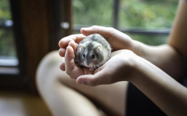 Comment savoir si un hamster va mal ?