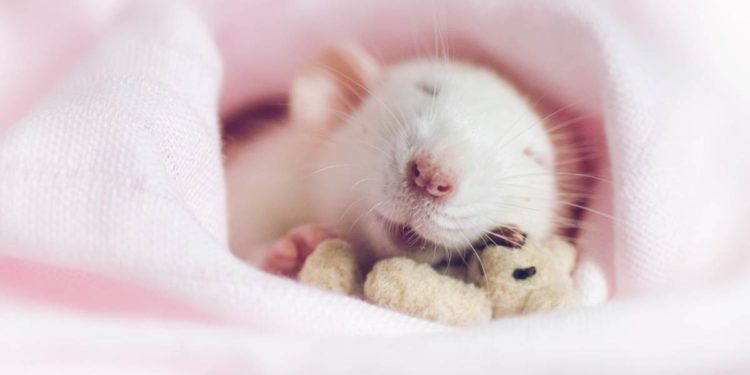 Comment savoir si votre hamster est heureux ?