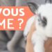Comment savoir si votre lapin vous aime ?