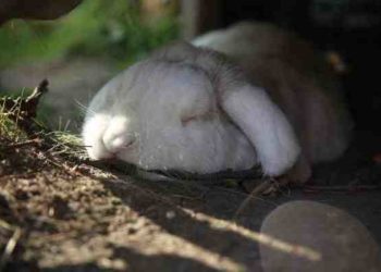 Comment savoir si mon lapin nain est heureux ?