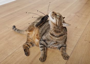 Comment se débarrasser des puces sur un lapin ?