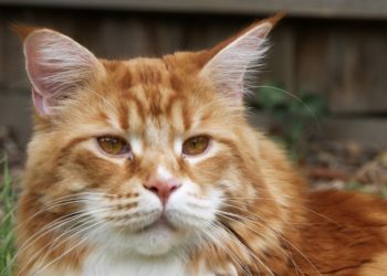 Pourquoi les Maine Coon sont grand ?