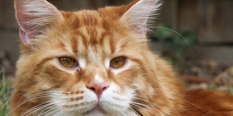 Pourquoi les Maine Coon sont grand ?