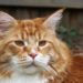Pourquoi les Maine Coon sont grand ?