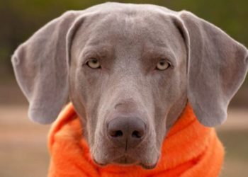 Quelle lettre pour les poisson 2021 ?