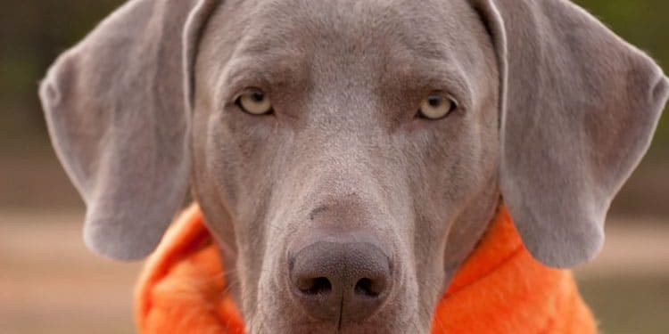 Quelle lettre pour les poisson 2021 ?