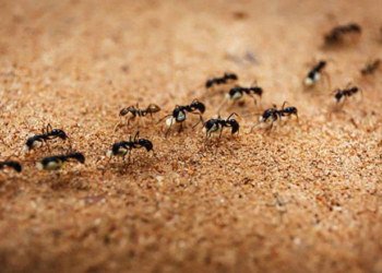Qu'est-ce qui attire les fourmis charpentières ?
