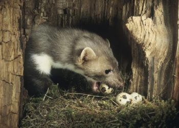 Comment savoir si on a une fouine dans le jardin ?