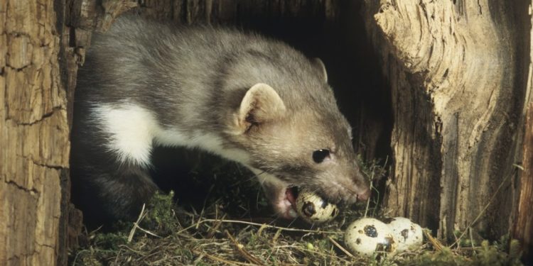 Comment savoir si on a une fouine dans le jardin ?