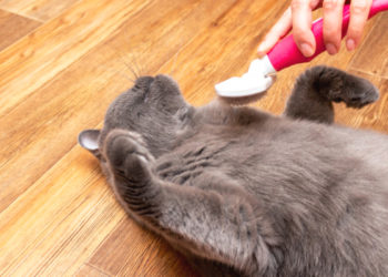 Est-ce normal d'avoir des pellicules ?