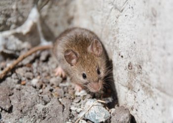 Quel rongeur dans les murs ?