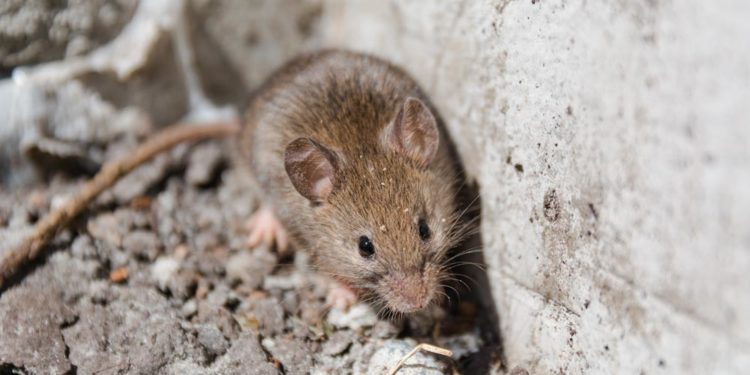 Quel rongeur dans les murs ?