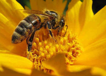 Est-ce que les guêpes piquent ?