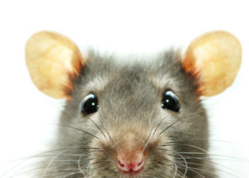 Est-ce que tous les rats sont porteurs de la leptospirose ?