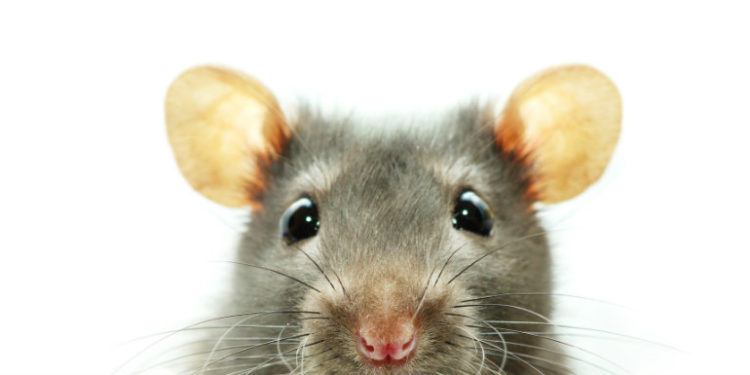 Est-ce que tous les rats sont porteurs de la leptospirose ?