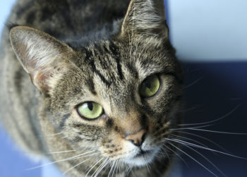 Quel est le chat le plus cher du monde ?