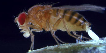 Comment voir les œufs de mouche ?