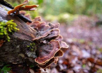 Quels sont les jours où la femme peut tomber enceinte ?