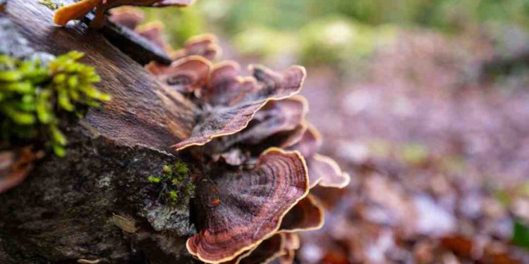 Quels sont les jours où la femme peut tomber enceinte ?