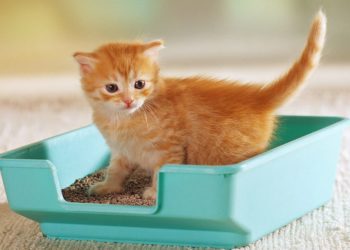 Pourquoi mon chat N'accouche pas ?