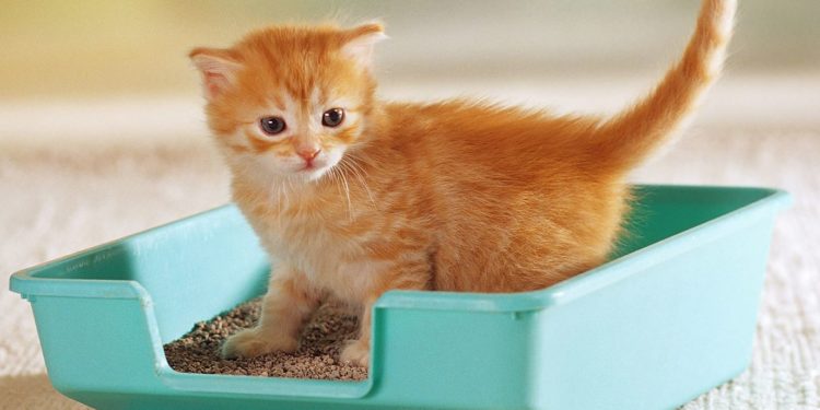 Pourquoi mon chat N'accouche pas ?