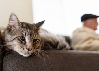 Comment savoir si mon chat a quelque chose de coincé ?